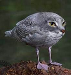 Birg Inc.
