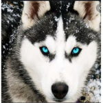 Husky riders