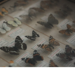 Kia's Butterfly garden!