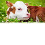 COWS FOREVER!