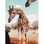Giraffes Are Cute and Cool