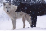 Wolf lovers & Protectors