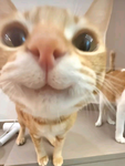 Wolfies waffles