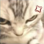 Kitten >_<