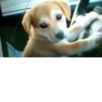 DogFans