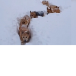 Galaxy Corgisssssss
