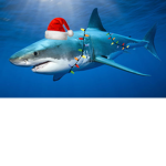 crazy shark group