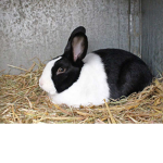 Help Bunnies