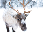 The reindeer team
