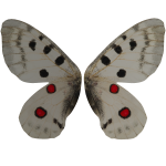 Apollo butterfly wings