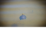 Save the turtles2023/2024