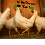 Chickens united...