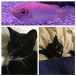 Da Cat army group