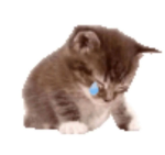 kitty fanss