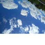 Savannah_9898