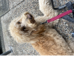 Puppy fans please join