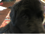 Sparkles the 1st