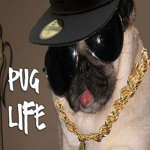 Pugs are uss