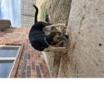 Daisy’s hang out