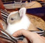 The hooky bunnies!