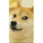 ShibaSquad TV
