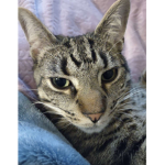 Tucker Cat Studios