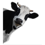 The Meme Cow Squad
