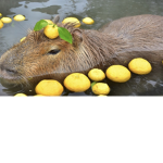 The capybara bestie group