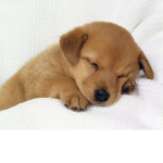 Cute dog hub!
