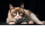 i love cats because there so cute
