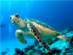 Iron Turtles