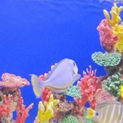 fish tank (3) Roblox decal