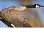 Bird friends community