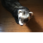 Ferret Parents