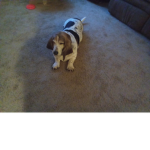 Bella's dog group