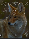 Furry foxes of ferry