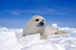 sealfans