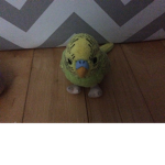 Cute Parakeet club
