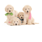 Teddy bear golden doodle
