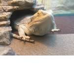 DRAGO is the best lizard