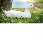 The official duck club