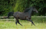 Group for people who like horses!