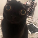 9.0.4