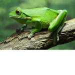 {:}frog cult{:}