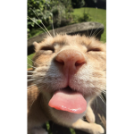 Kitty Pawease Join my group if like cats