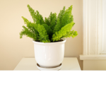 Just Some Ferns