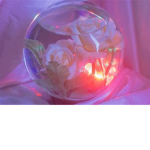 P1nk Rose