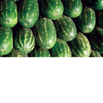 big melon enjoyers