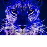 The galactic flame cheetahs