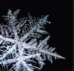 •iced•